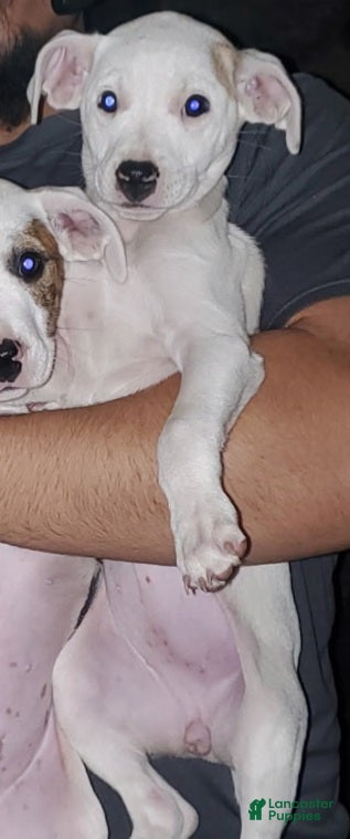 Mixed Breed dogs Lab / Dogo Mixed Breed Puppy 2 - Ad 3