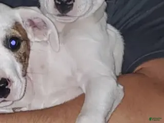 Mixed Breed dogs Lab / Dogo Mixed Breed Puppy 2 - Ad 36