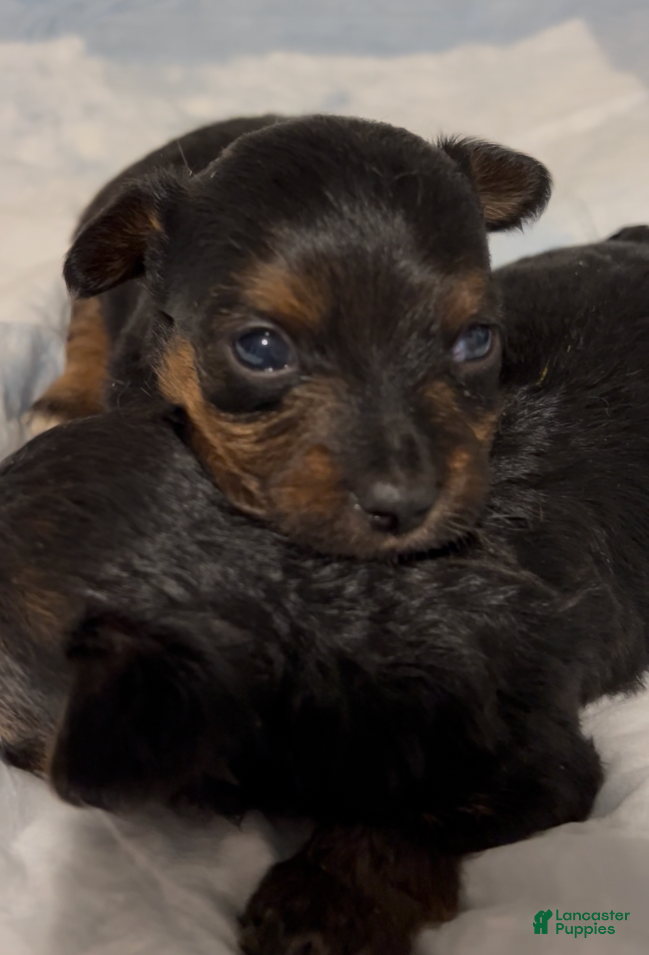 Yorkiepoo dogs for sale: Yorkiepoo Puppy 1 - Ad 4