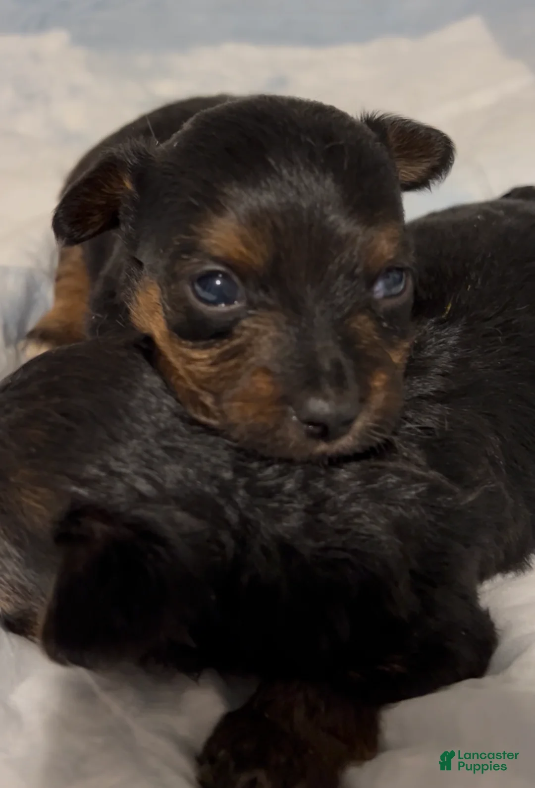 Yorkiepoo dogs for sale: Yorkiepoo Puppy 1 - Ad 1