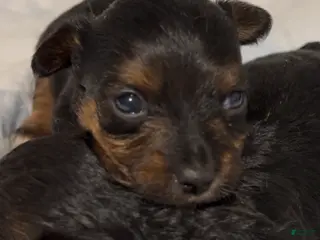 Yorkiepoo dogs for sale: Yorkiepoo Puppy 1 - Ad 4