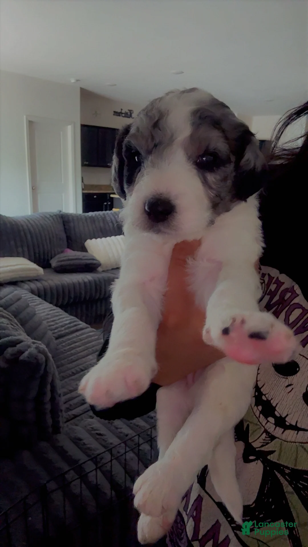 Double Doodle dogs for sale: Purple - Ad 2