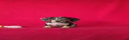 Miniature Dachshund dogs for sale: Tammie - Ad 4