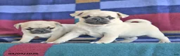 Pug dogs for sale: Wanda - Ad 3