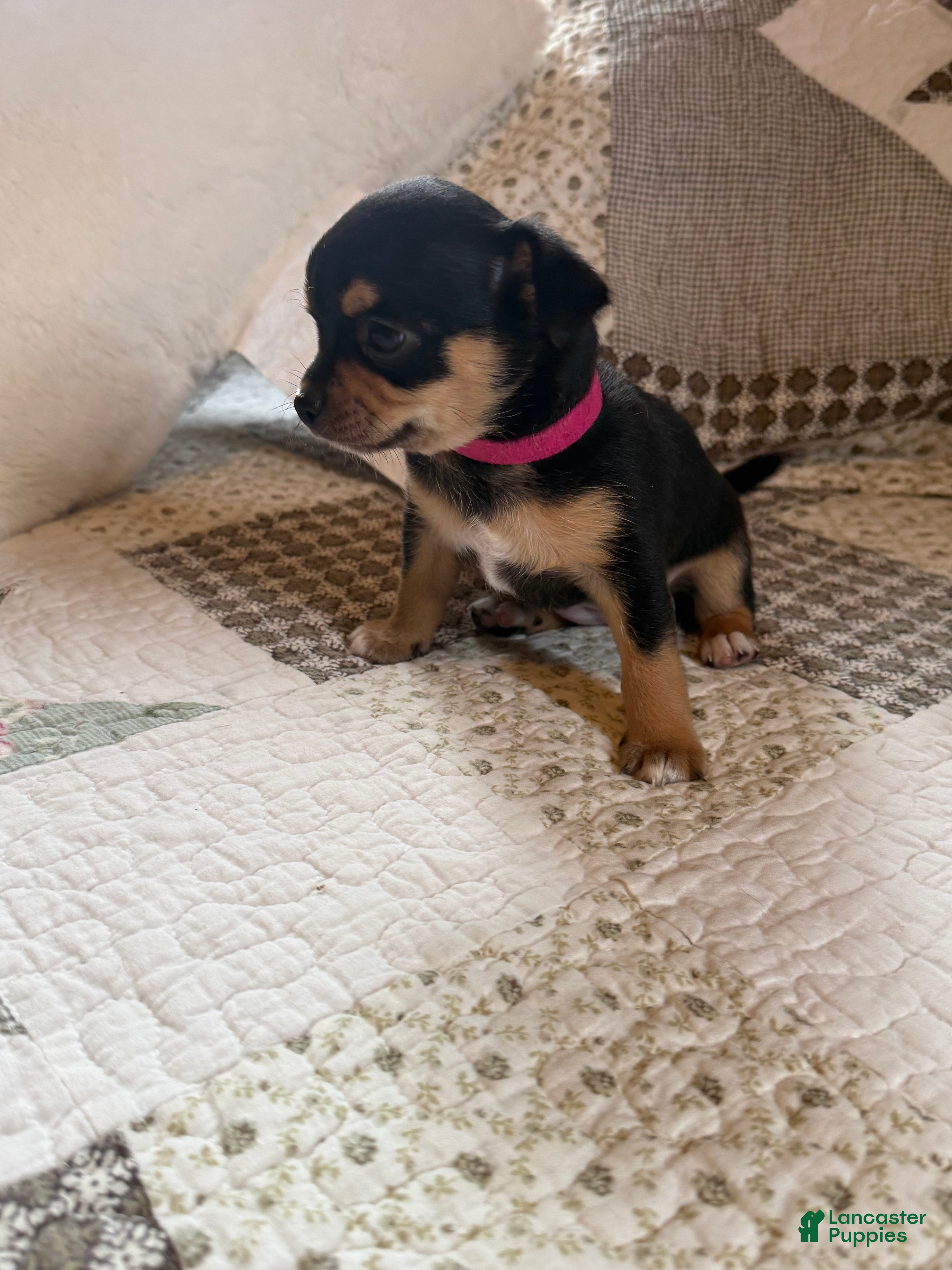 Chihuahua dogs Chihuahua 3 - Ad 2
