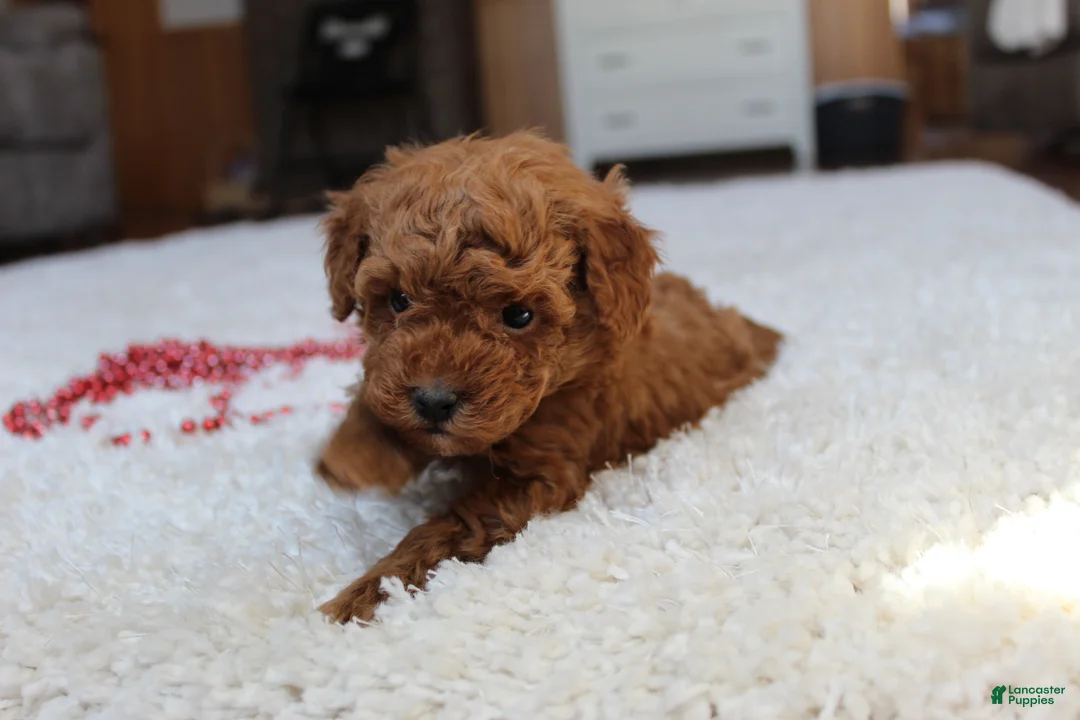 Toy Poodle dogs for sale: Malcohm - Ad 7