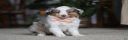 Miniature Australian Shepherd dogs for sale: Mia - Ad 3