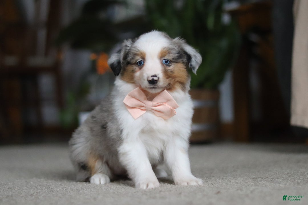 Miniature Australian Shepherd dogs for sale: Mia - Ad 3