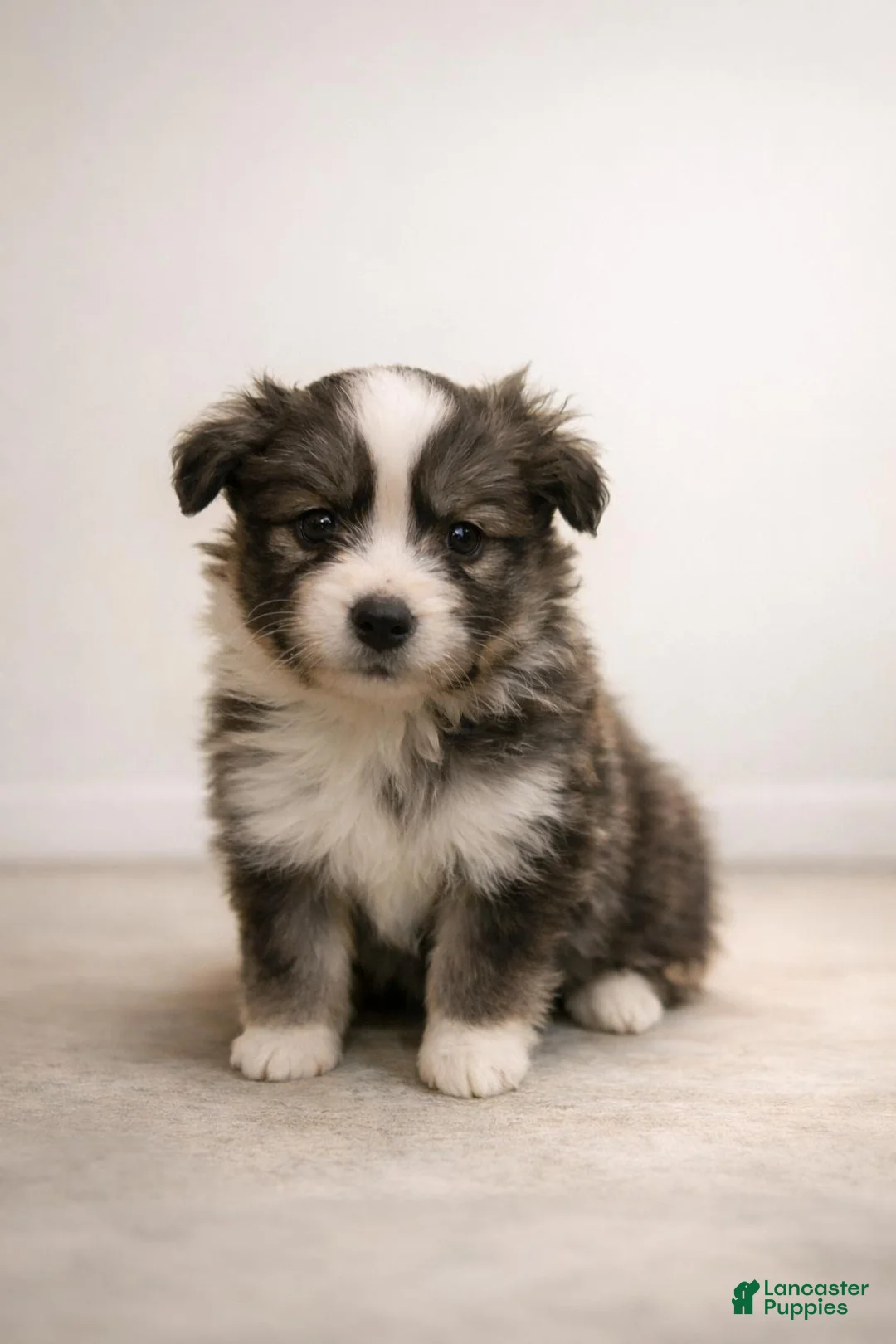 Mixed Breed dogs for sale: Bella  - Ad 1