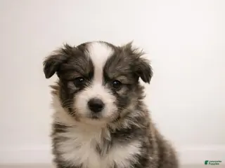 Mixed Breed dogs Bella - Ad 40