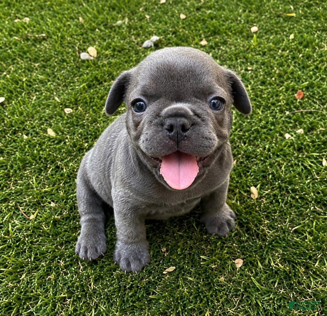 French Bulldog dogs Lilac Boy  - Ad 41