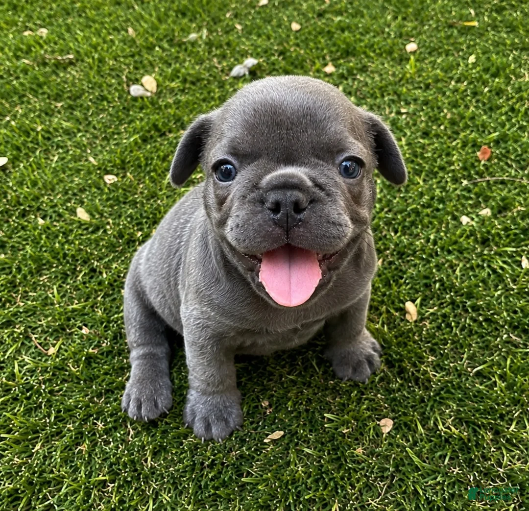 French Bulldog dogs for sale: Lilac Boy  - Ad 1