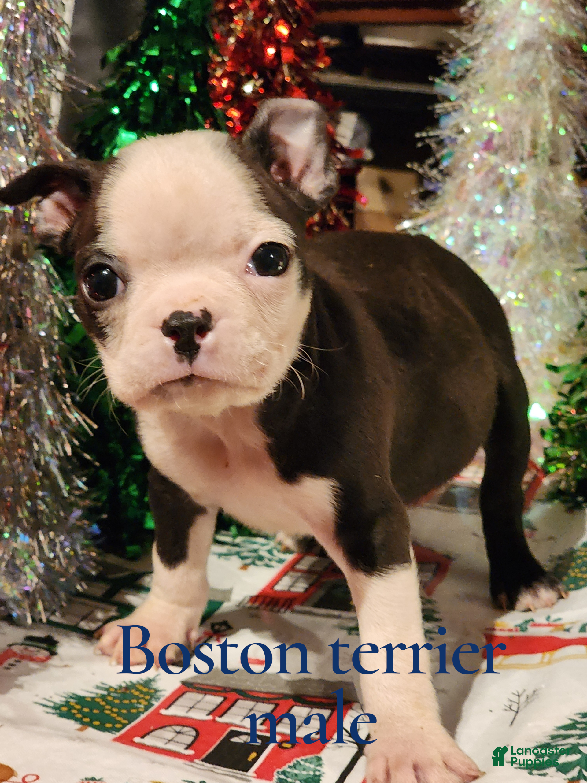 Boston Terrier dogs Boston Terrier Puppy 1 - Ad 5