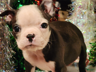 Boston Terrier dogs Boston Terrier Puppy 1 - Ad 5