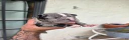 American Bully dogs for sale: American Bully 9 - Ad 12