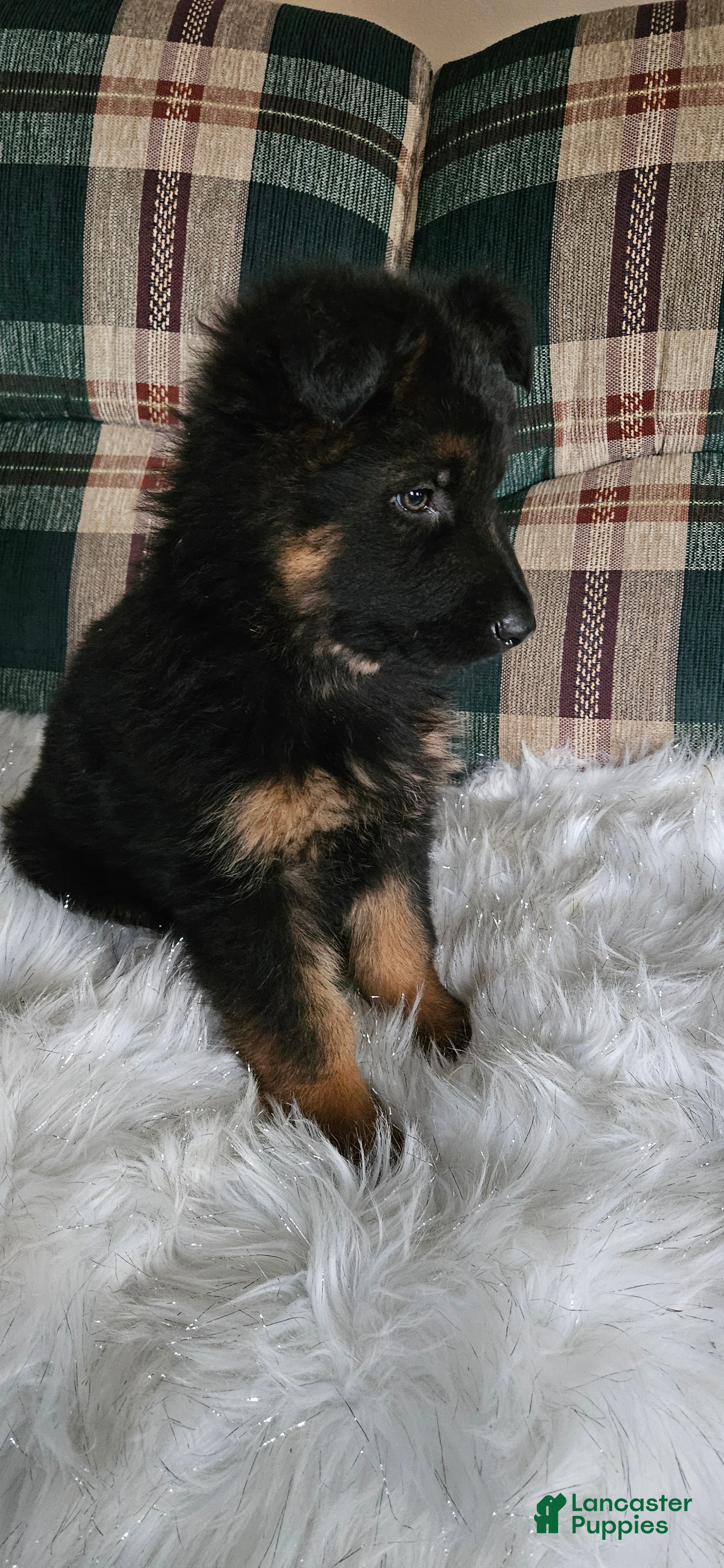 German Shepherd dogs Sabrina  - Ad 1