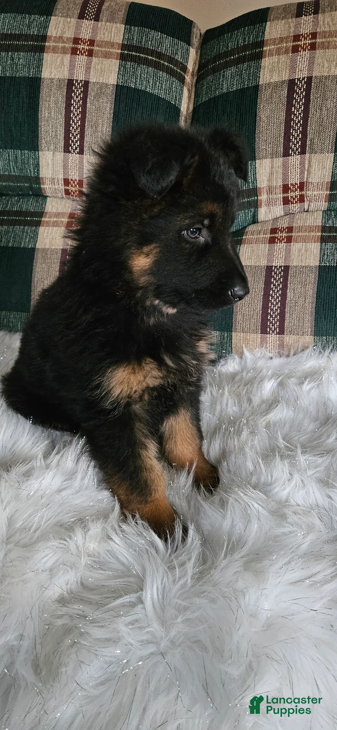 German Shepherd dogs for sale: Sabrina  - Ad 1