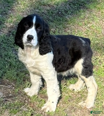 English Springer Spaniel dogs Bear - Ad 1