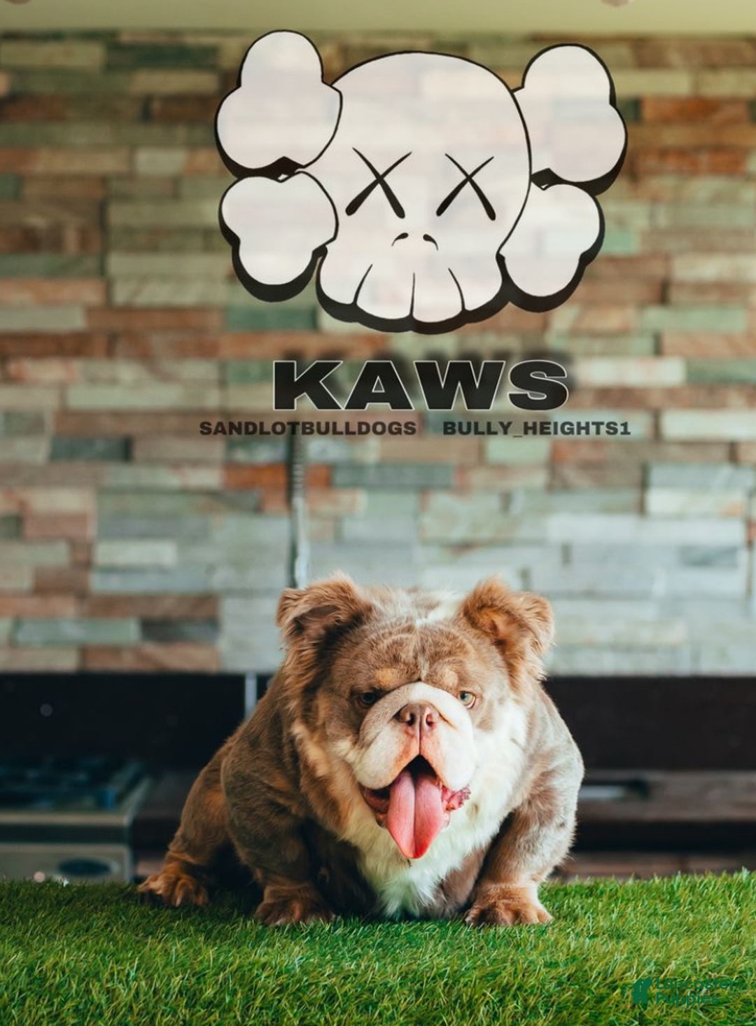 English Bulldog dogs for sale: English Bulldog Puppy 1 - Ad 3