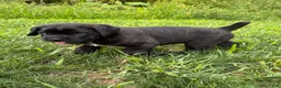Cane Corso dogs for sale: Max - Ad 9