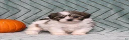Teddy Bear dogs for sale: Ida - Ad 4