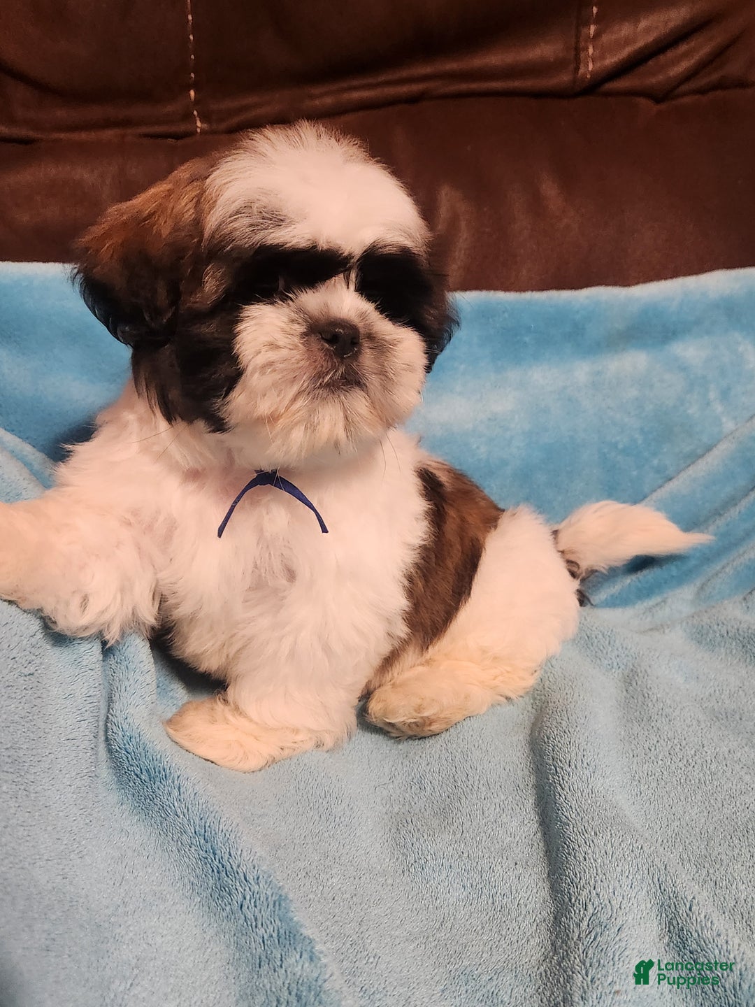 Shih Tzu dogs for sale: Shih Tzu Puppy 1 - Ad 5