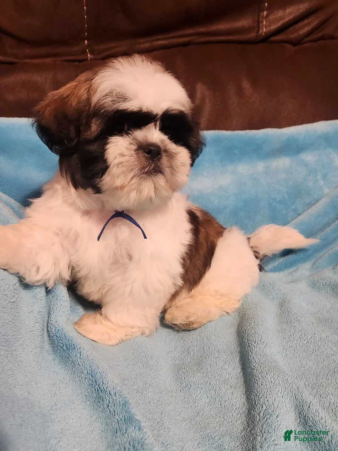 Shih Tzu dogs for sale: Shih Tzu Puppy 1 - Ad 5