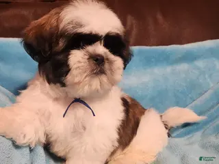 Shih Tzu dogs Shih Tzu Puppy 1 - Ad 8