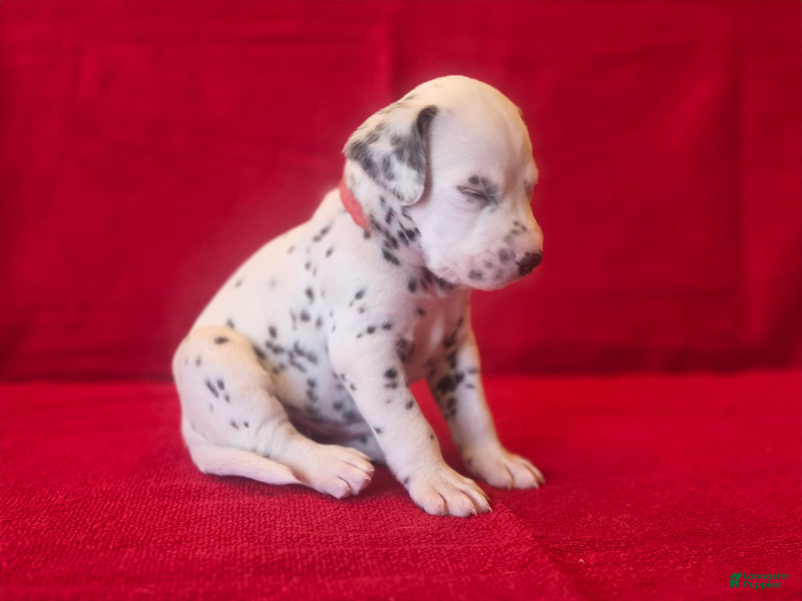 Dalmatian dogs Red - Ad 2