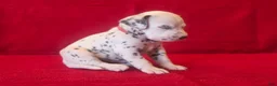 Dalmatian dogs for sale: Red - Ad 2