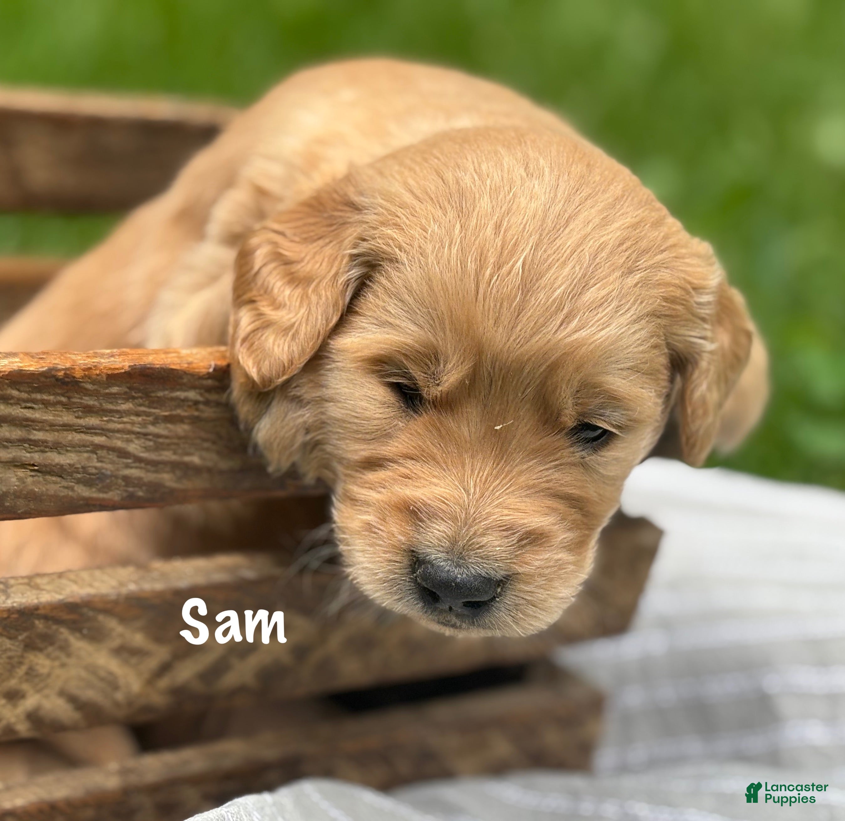 Golden Retriever dogs Sam - Ad 1