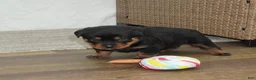 Rottweiler dogs for sale: Hadley - Ad 3