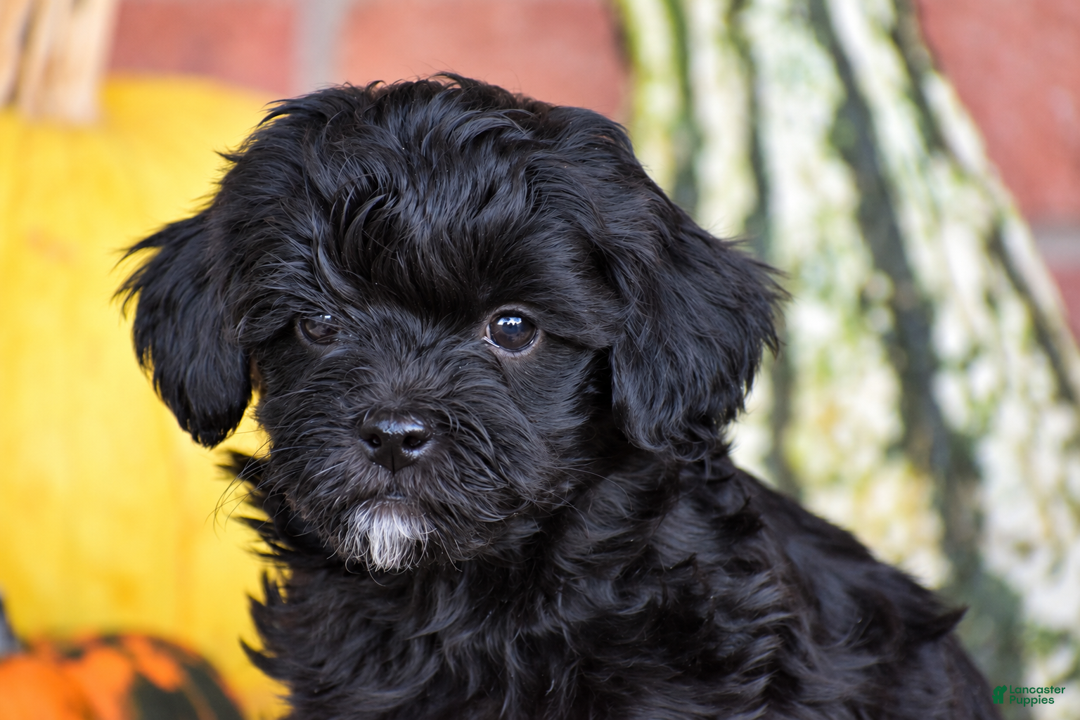 Havapoo dogs for sale: Dustin - Ad 2