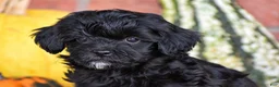 Havapoo dogs for sale: Dustin - Ad 2
