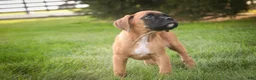 Boxer dogs for sale: RIley - Ad 5
