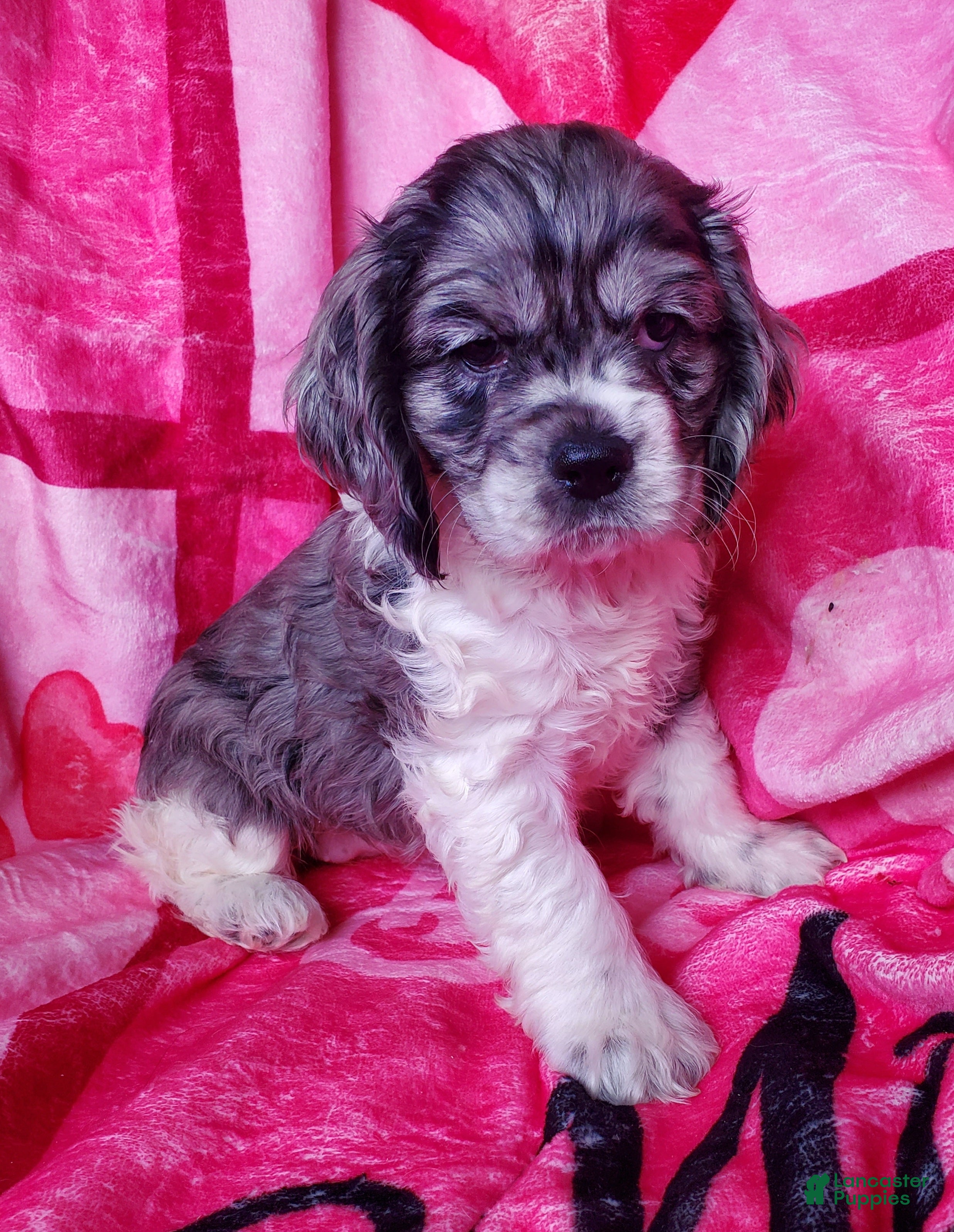 Cocker Spaniel dogs Nova - Ad 41