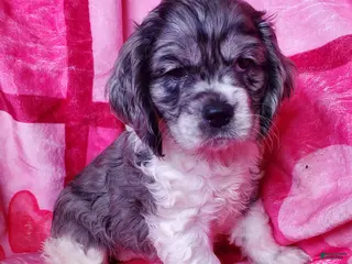 Cocker Spaniel dogs Nova - Ad 41