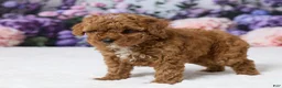 Miniature Poodle dogs for sale: Toby - Ad 5