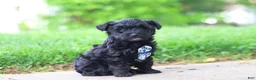 Yorkiepoo dogs for sale: Pat - Ad 6