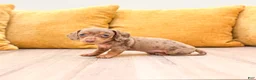 Miniature Dachshund dogs for sale: Misty - Ad 3
