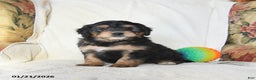 Mini Bernedoodle dogs for sale: Roscoe - Ad 1