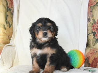 Mini Bernedoodle dogs Roscoe - Ad 42