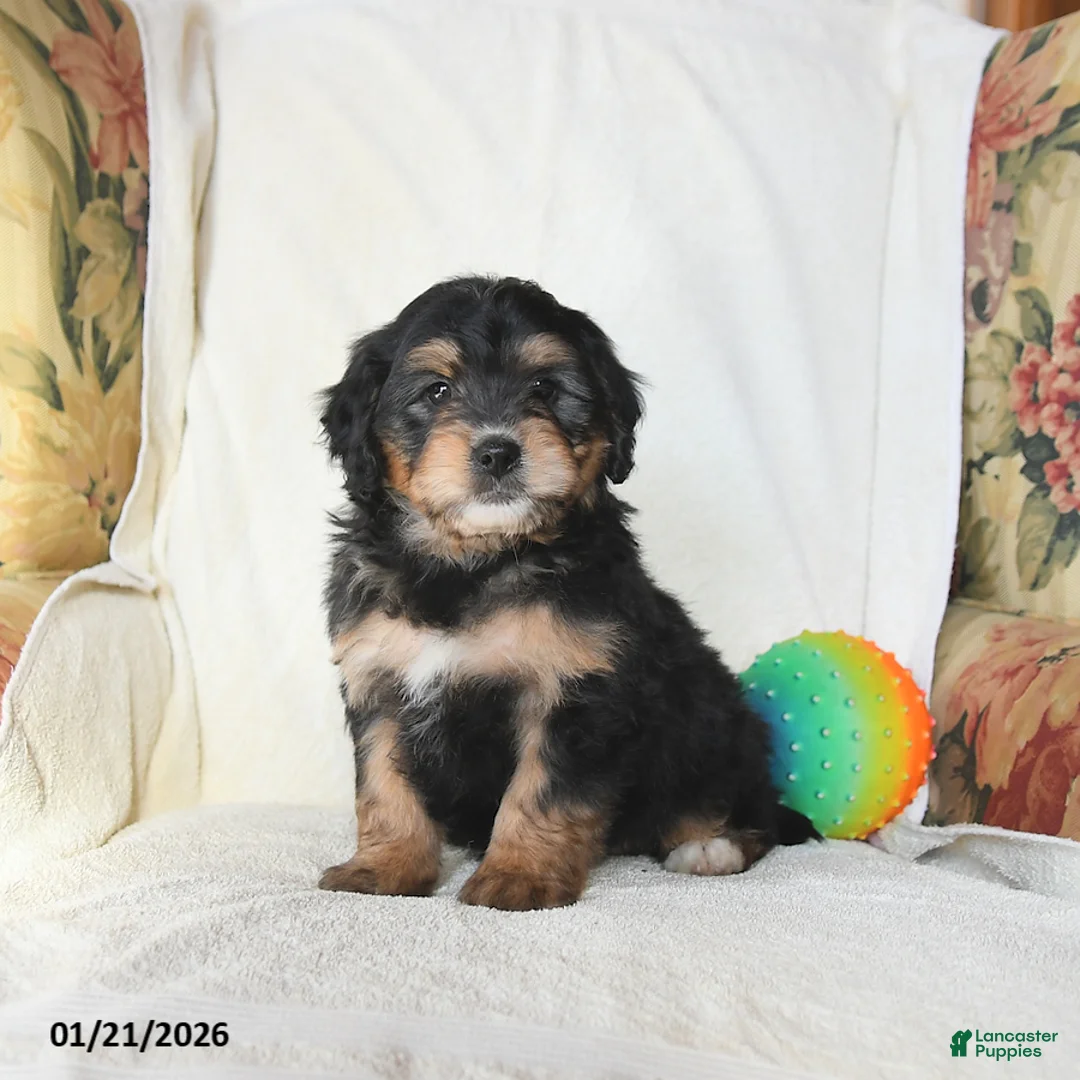 Mini Bernedoodle dogs for sale: Roscoe - Ad 2