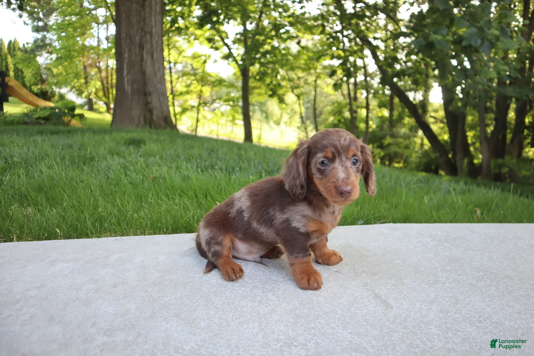 Dachshund dogs for sale: Chase - Ad 1