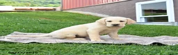 Labrador Retriever dogs for sale: Gus - Ad 4