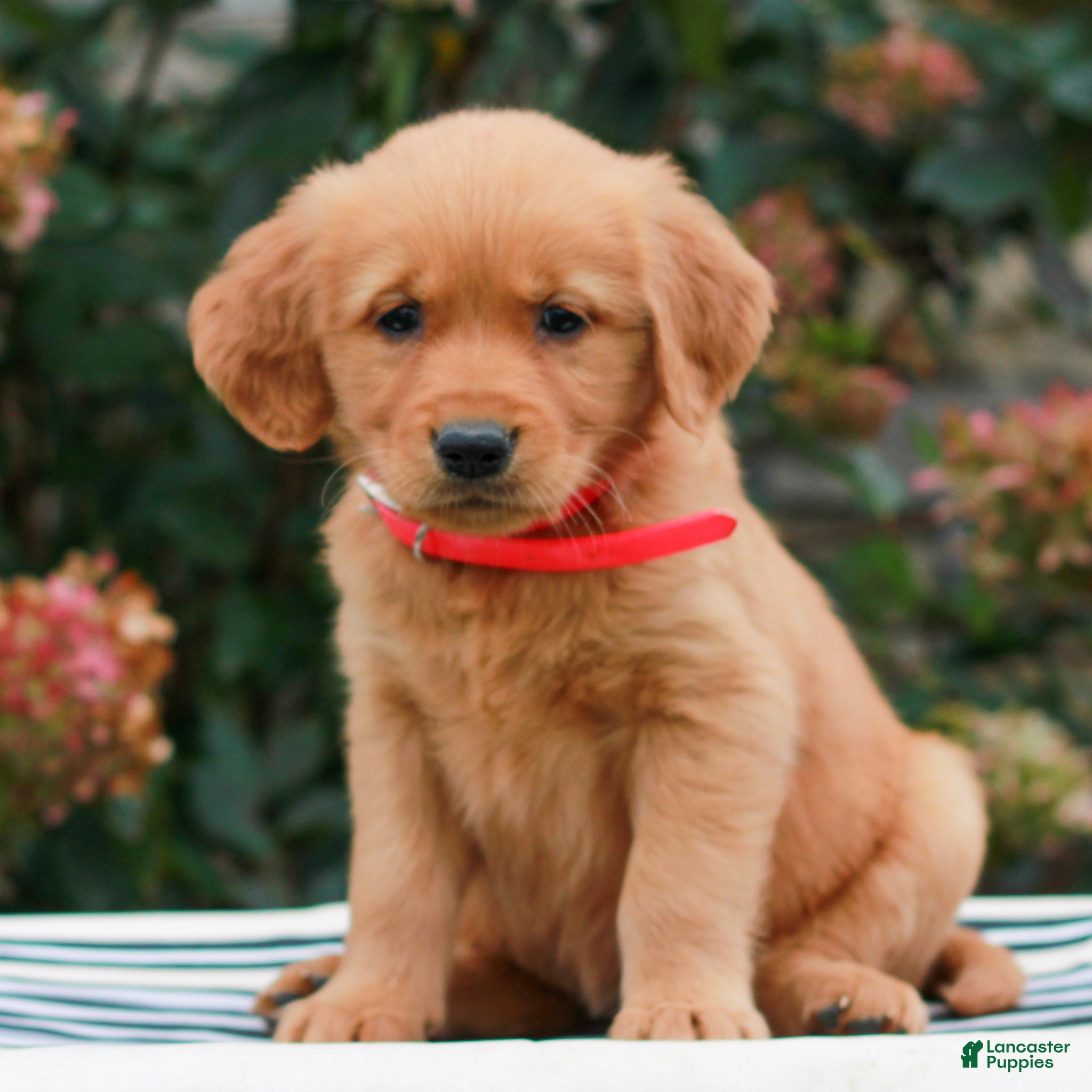 Golden Retriever dogs for sale: Macy  - Ad 1