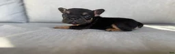 French Bulldog dogs for sale: Coco - Ad 3