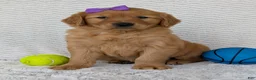 Golden Retriever dogs for sale: Miss Goldie  - Ad 11
