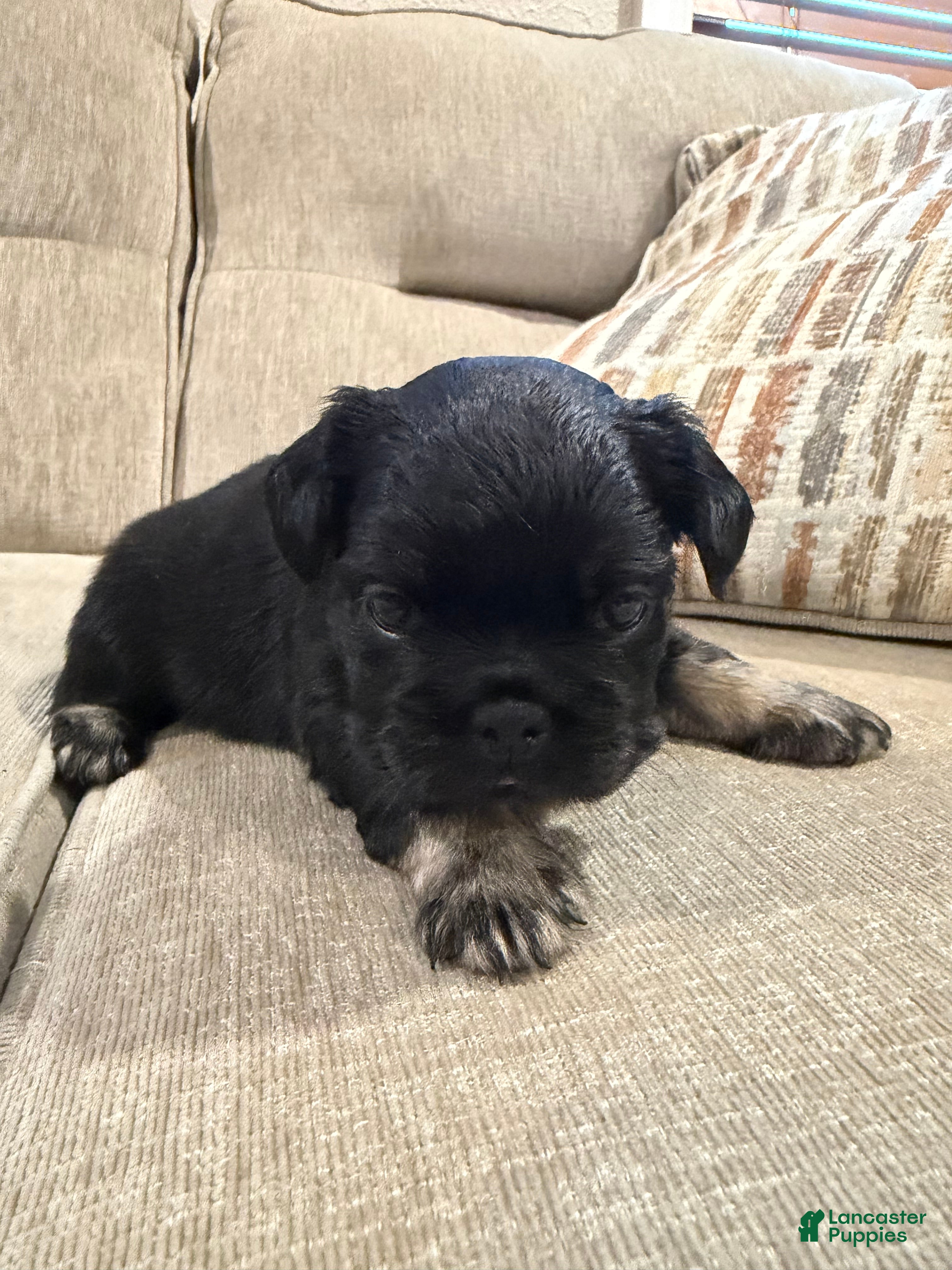 French Bulldog dogs French Bulldog 3 - Ad 2