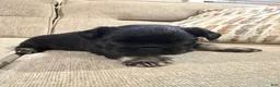 French Bulldog dogs for sale: French Bulldog 3 - Ad 2